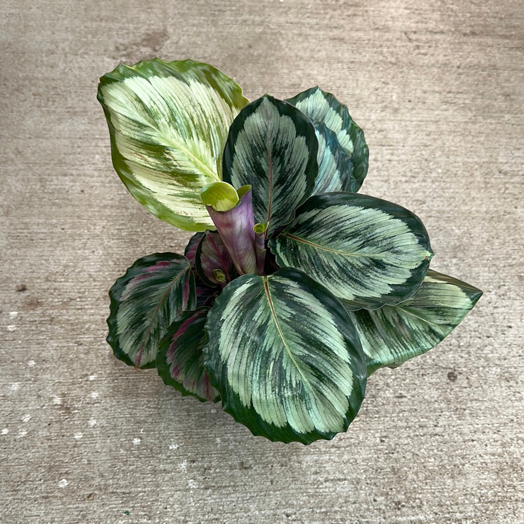 Calathea Eclipse 6