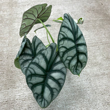 Load image into Gallery viewer, Alocasia Silver Dragon 4&quot;