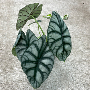 Alocasia Silver Dragon 4"