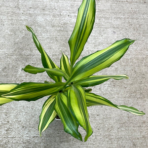 dracaena sted sol cane Dracaena Cane 'Sol' 4" – Kent East Hill Nursery