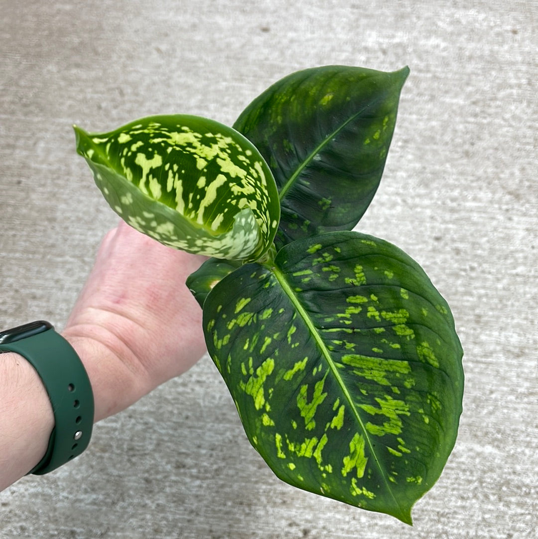 tanaman dieffenbachia Dieffenbachia Reflector 2"