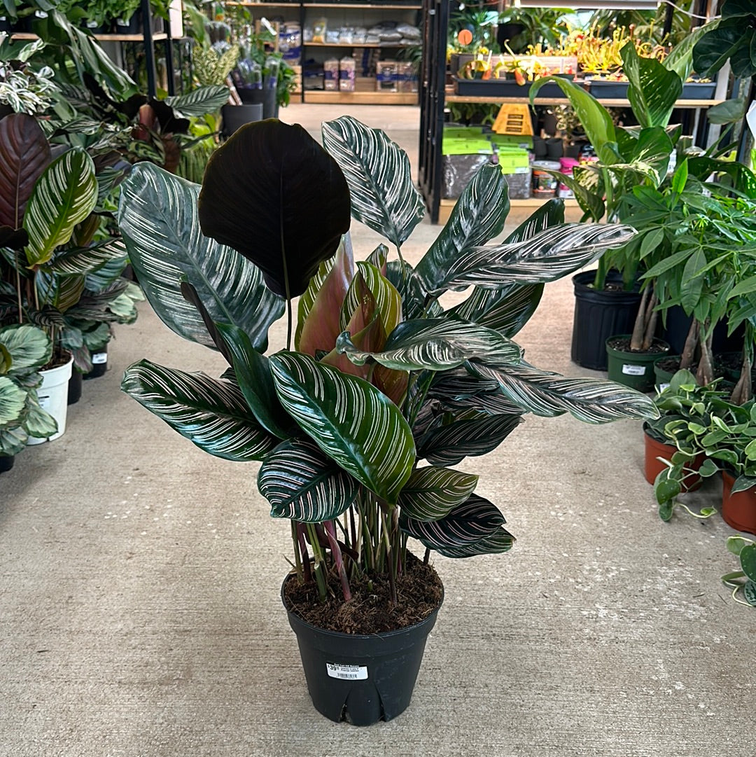 calathea ornata indoor plant Calathea Ornata 8"