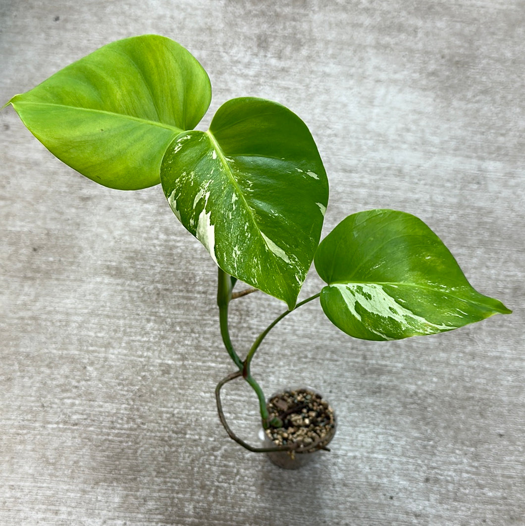 Monstera Albo Cup F