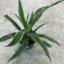 Load image into Gallery viewer, Dracaena Warneckii 6&quot;