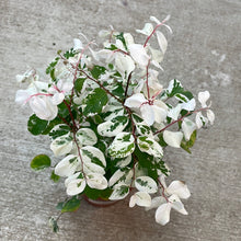 Load image into Gallery viewer, Breynia disticha 4&#39; - Snowbush