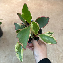 Load image into Gallery viewer, Peperomia Ginny 4&quot;