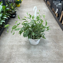Load image into Gallery viewer, Ficus Starlite 8&quot; HB