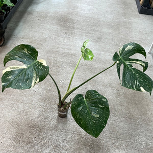 Monstera Thai Constellation Cup