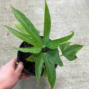 Anthurium pedatoradiatum 6" - Anthurium Fingers