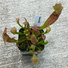 Load image into Gallery viewer, Sarracenia 2&quot;