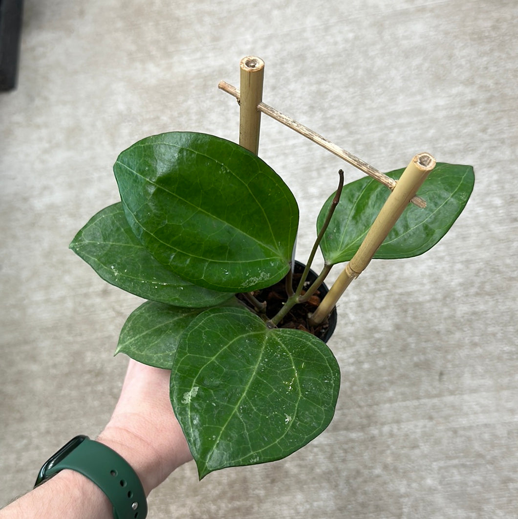 Hoya sarawak 3