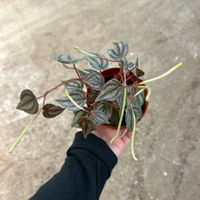 Load image into Gallery viewer, Peperomia turboensis 4&quot;