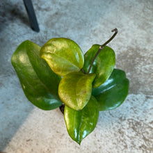 Load image into Gallery viewer, Hoya surigaoensis 3&quot;