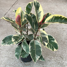 Load image into Gallery viewer, Ficus elastica &#39;Tineke&#39; 8&quot; - Tineke Rubber Plant