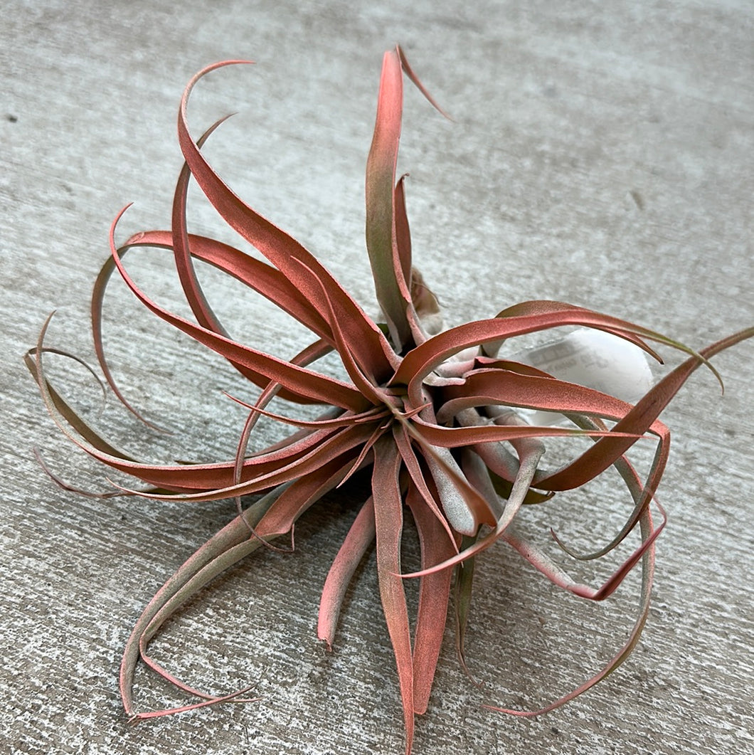 Capitata Peach 5-7