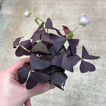 Load image into Gallery viewer, Oxalis triangular 2&quot; - Purple Shamrock