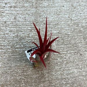 red abdita air plant Abdita 2-3" – Kent East Hill Nursery