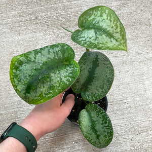 Scindapsus 'Silver Splash' 4" - Silver Splash Satin Pothos