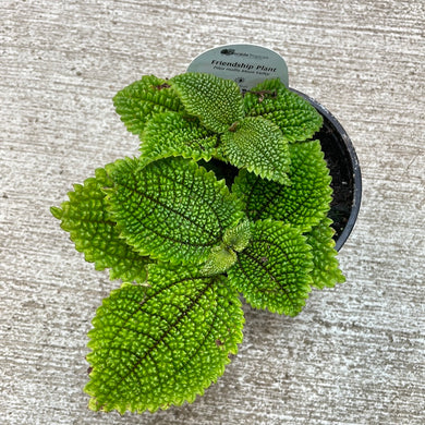 Pilea Moon Valley 4