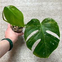 Load image into Gallery viewer, Monstera Albo Cup D