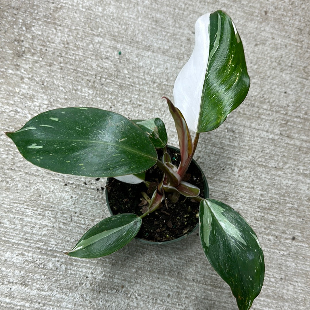 white knight philodendron for sale Philodendron White Knight 4" – Kent East Hill Nursery