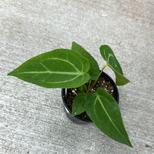 Load image into Gallery viewer, Anthurium Magnificum 4&quot;
