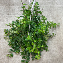 Load image into Gallery viewer, Aeschynanthus sp. variegata 8&quot; - Variegated Lipstick Plant