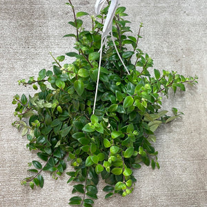 Aeschynanthus sp. variegata 8" - Variegated Lipstick Plant