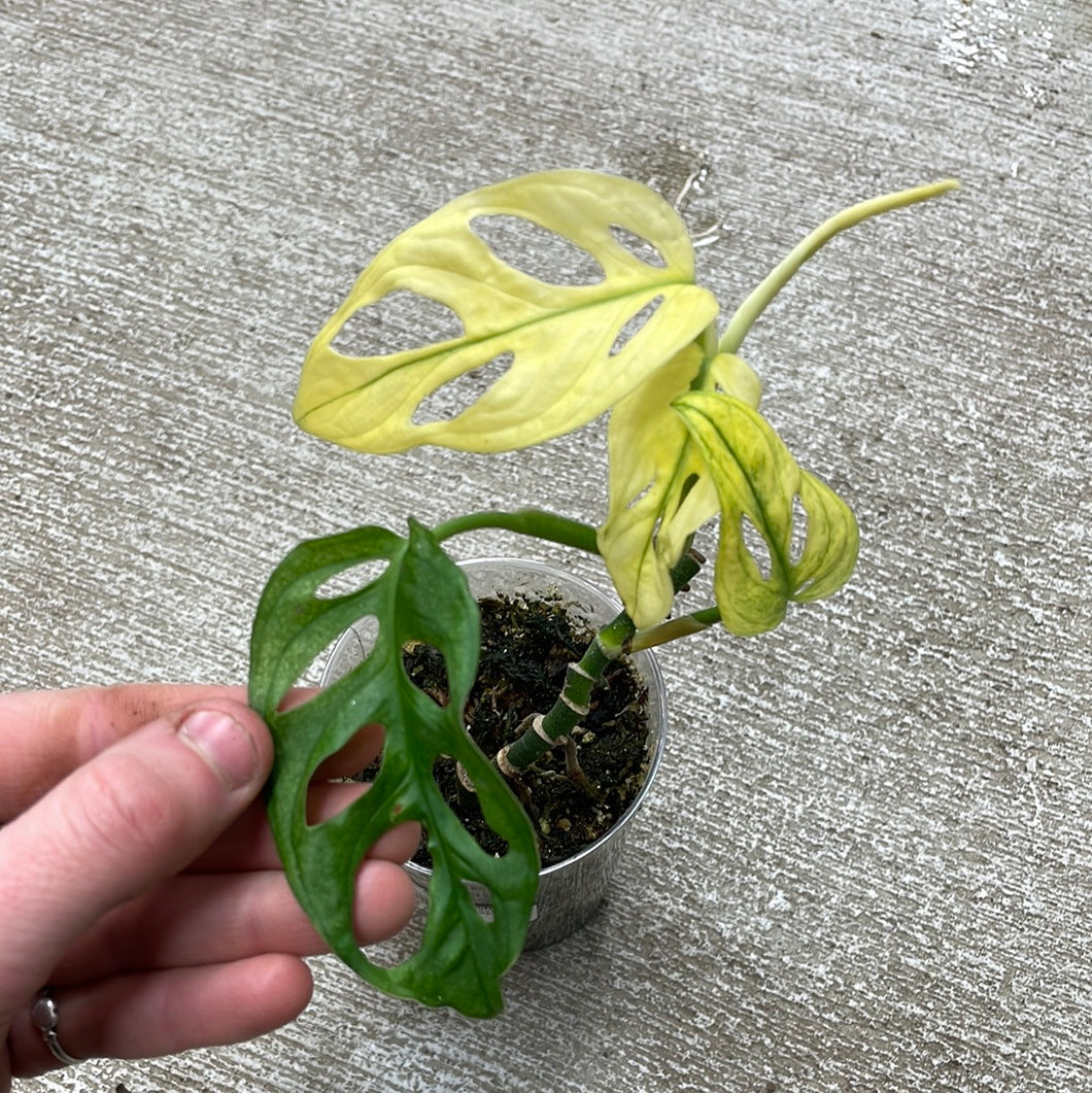 monstera adansonii varigated Monstera Adansonii Variegata Cup – Kent East Hill Nursery
