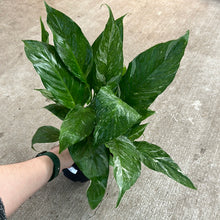 Load image into Gallery viewer, Spathiphyllum x &#39;Domino&#39; 6&quot; - Peace Lily