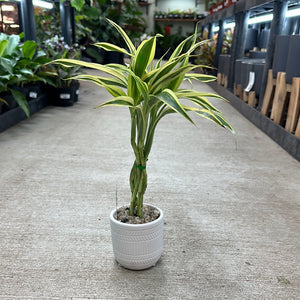 Lucky Bamboo Arrangement Small