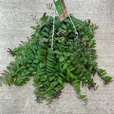 Aeschynanthus myra 8