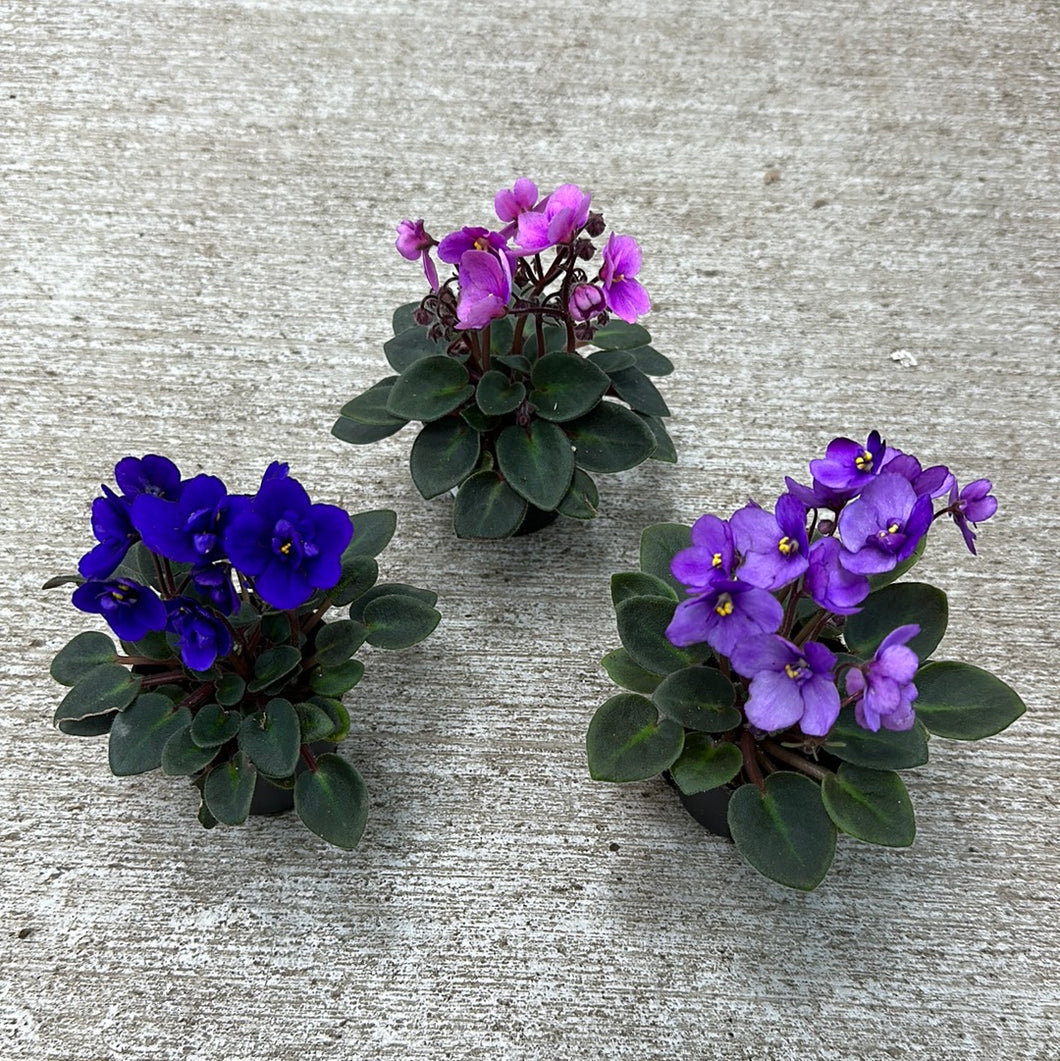 Saintapaulia ionantha 2