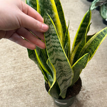 Load image into Gallery viewer, Sansevieria laurentii 6&quot; - Variegated Snake Plant