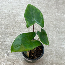 Load image into Gallery viewer, Alocasia Zebrina Tiger 4&quot;