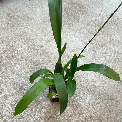 Maclellanara Yellow Star