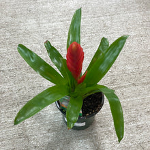 Load image into Gallery viewer, Bromeliad &#39;Assorted&#39; 4&quot;