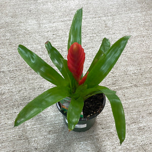 Bromeliad 'Assorted' 4"