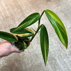 Epipremnum amplissimum variegata 'Cup A'