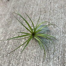 Load image into Gallery viewer, Stricta Soft Leaf 3-4&quot;