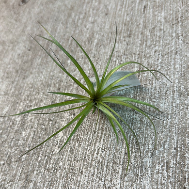 Stricta Soft Leaf 3-4
