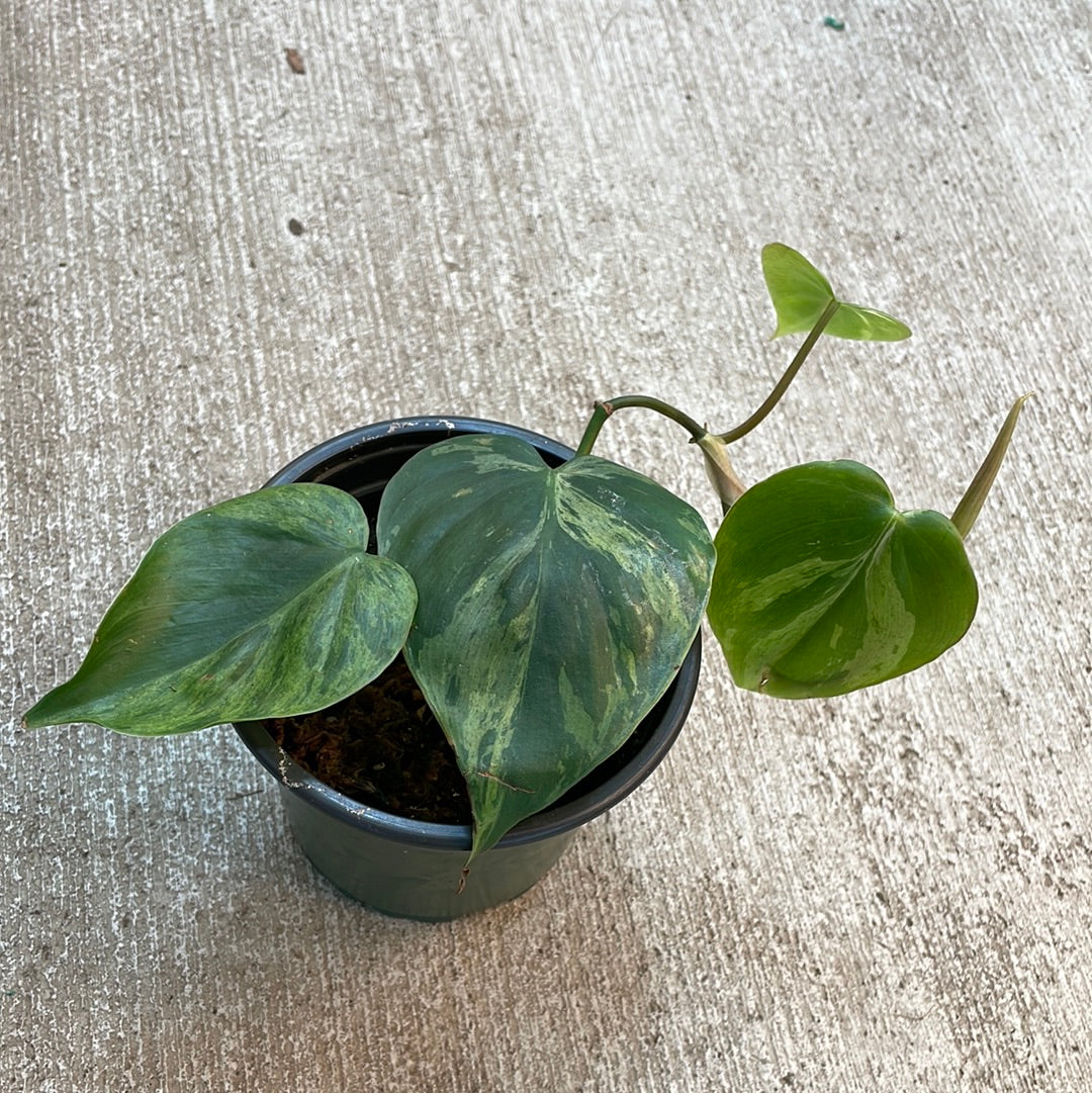 heart leaf philodendron near me Philodendron Heartleaf Variegated - Grower's Choice - 4" Pot