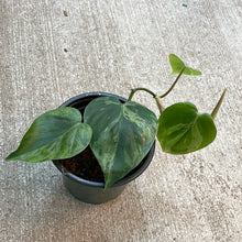 Load image into Gallery viewer, Philodendron scandens variegata 4&quot; - Variegated Heartleaf Philodendron