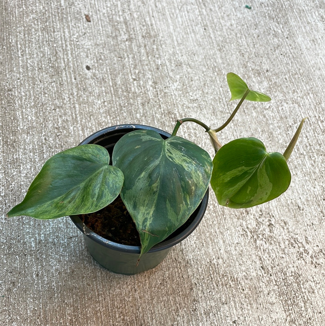 philodendron scandens cats Philodendron scandens variegata 4"