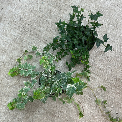 Ivy Indoor Assorted 6