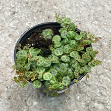 Load image into Gallery viewer, Peperomia prostrata 4&quot; - String of Turtles