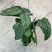 Load image into Gallery viewer, Ctenanthe setosa &#39;Silver Star&#39; 6&quot;