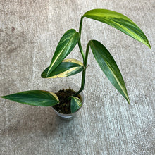 Load image into Gallery viewer, Epipremnum amplissimum variegata &#39;Cup A&#39;