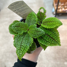 Load image into Gallery viewer, Pilea Moon Valley 4&quot; - Chinese Money Plant