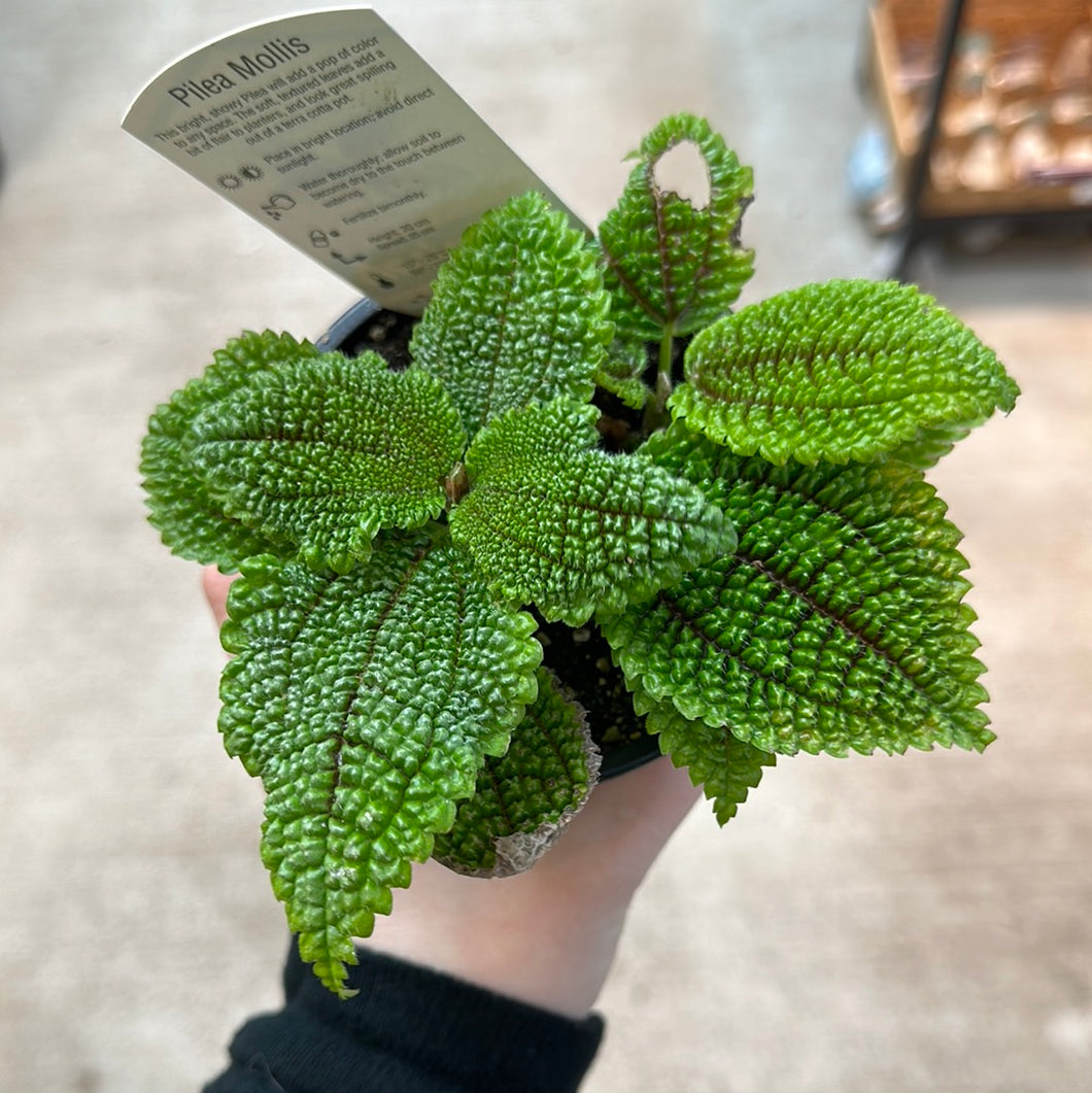 Pilea Moon Valley 4
